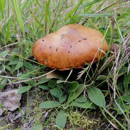 Agroturystyka Pod Dobrymi Skrzydlami Wiski Luaran gambar